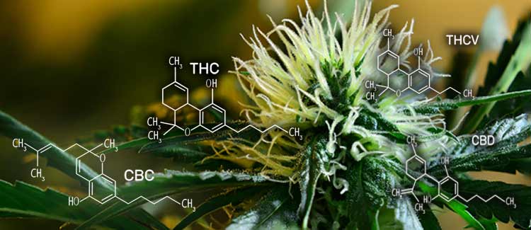 Profil der cannabinoide