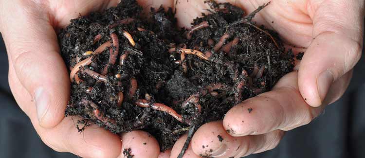 Use a 'living soil'