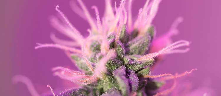 GAMMA IRRADIATION AND TERPENES: WHAT DOES SCIENCE SAY?