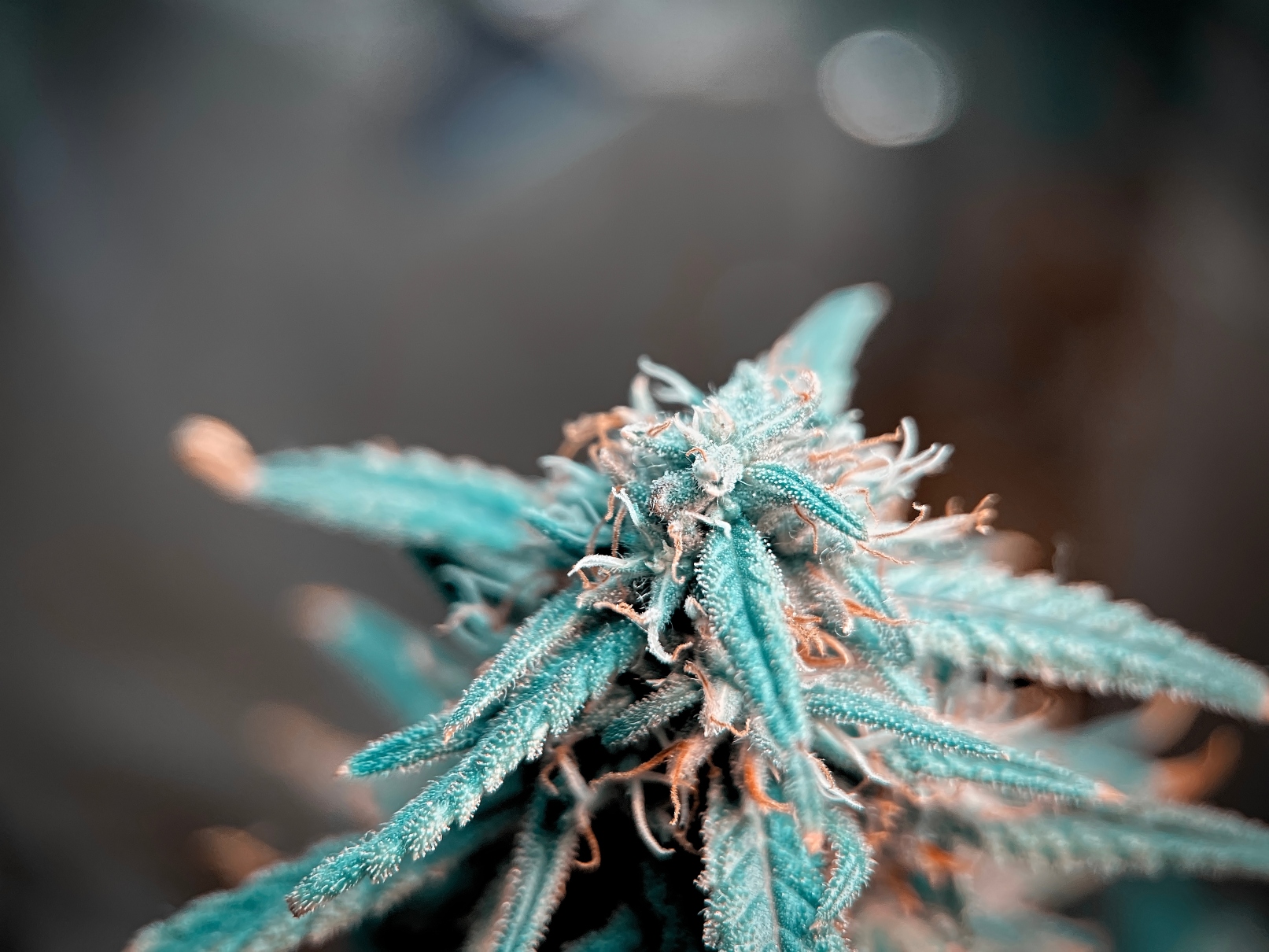Tangerine Dream