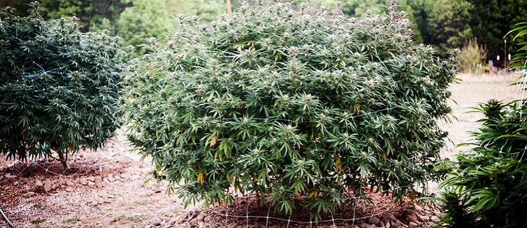 Die hohe Kunst des Spalierens von Cannabispflanzen