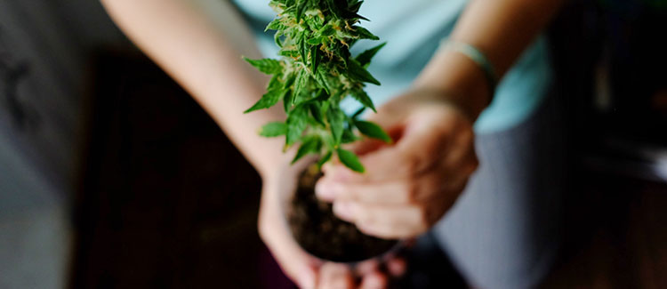 Massaging a young marijuana plant