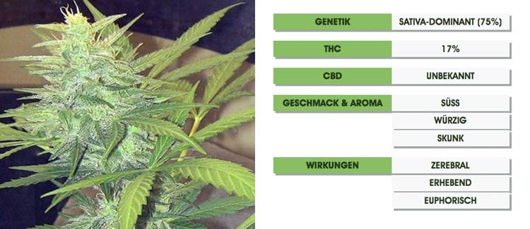 Die geburt der skunk