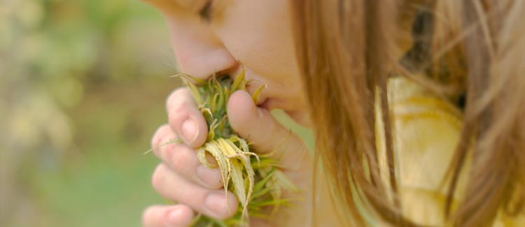 L'IMPORTANZA DEL PINENE E DEI TERPENI IN GENERALE