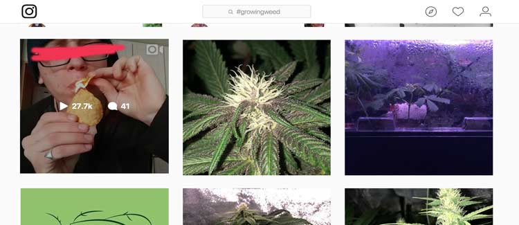 Marihuana y redes sociales, ¿qué está permitido y qué no?