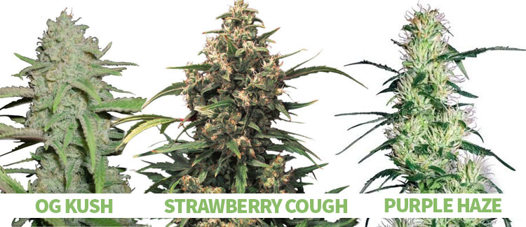 OCIMENE-RICH CANNABIS STRAINS