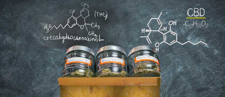 Cbd et thc : une option de traitement pour la sep ?