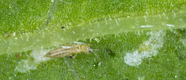 à quoi ressemblent les thrips