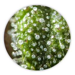 Trichome