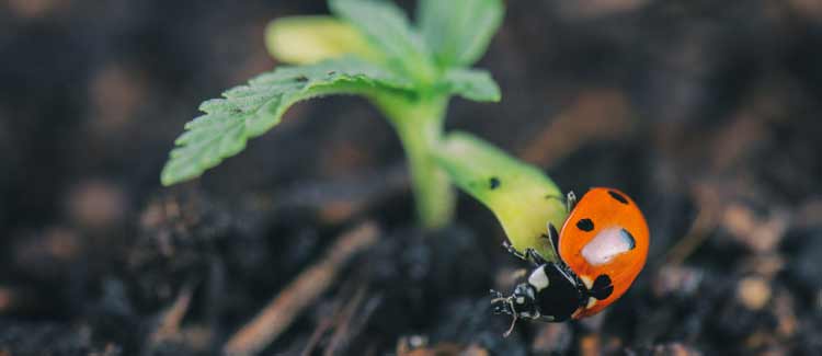 Comment les plantes bénéficient-elles du véganisme ?