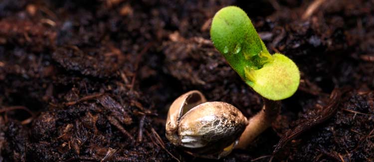 Quels sont les bienfaits du véganisme ?