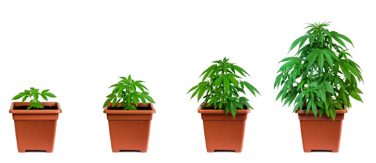 How to use npk when growing cannabis: