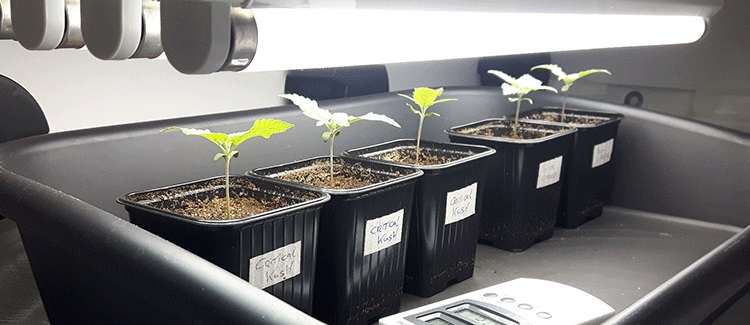 Air-pots vs. normale pflanztöpfe: welche sind besser für cannabis?
