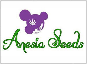 Anesia Seeds