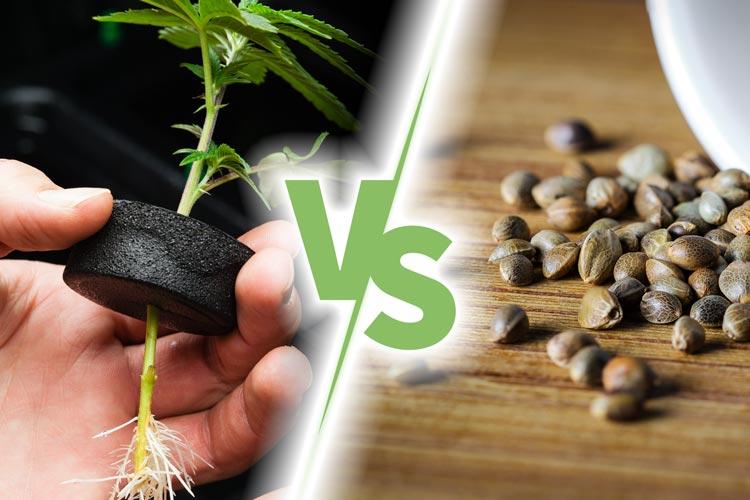 4 advantages of growing cannabis plants from seeds compared to cuttings ...
