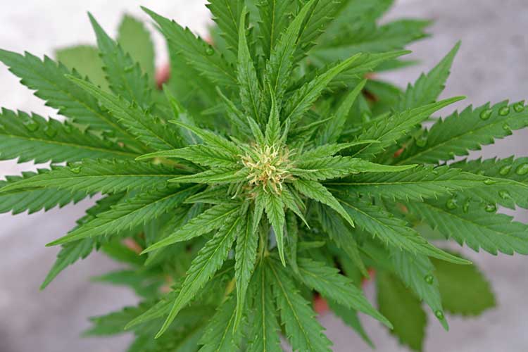 Advantages of autoflowering cannabis plants - Cannaconnection.com