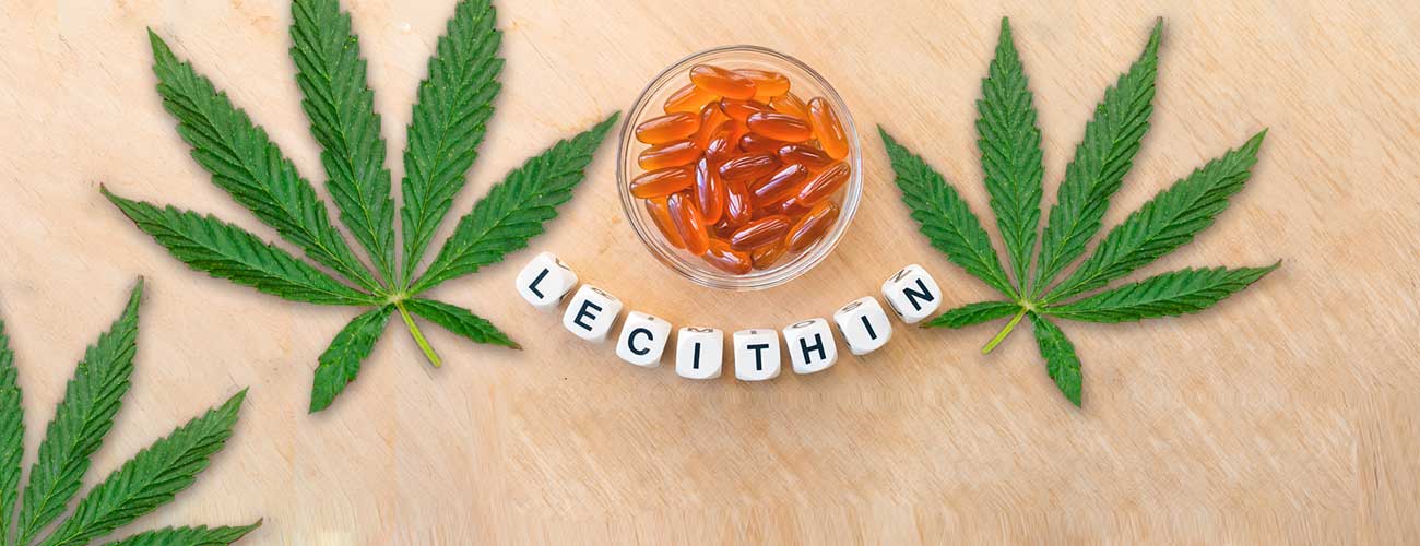 Why should you add lecithin to your edibles? CannaConnection