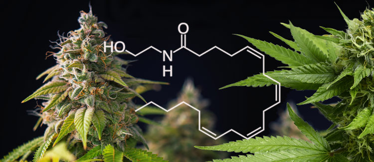 La anandamida y su relación con el THC y el CBD - RQS Blog