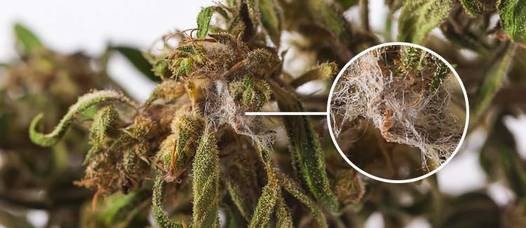 i smoked moldy tobacco Mouldy weed: How to identify, avoid, and treat it