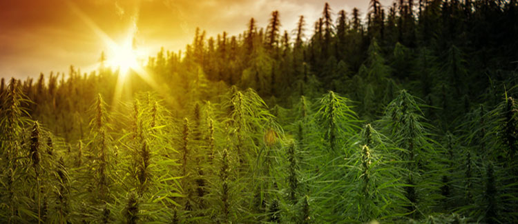 Why is darkness important for cannabis plants? - CannaConnection