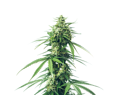 All about cannabis seedlings All about cannabis seedlings