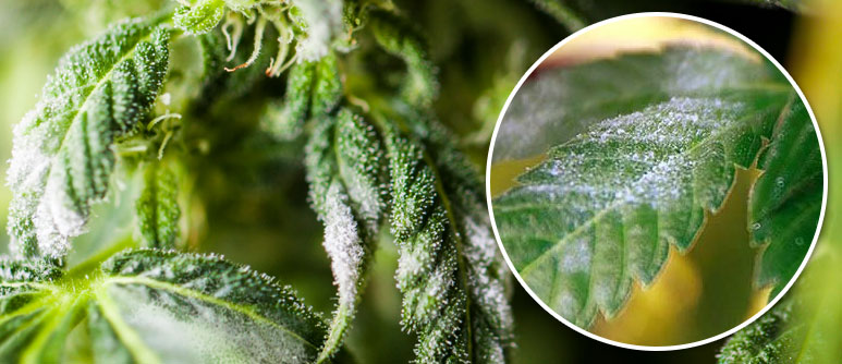 How to get rid of powdery mildew on pot plants Powdery Mildew What Is It How To Treat And How To Prevent It Cannaconnection Com
