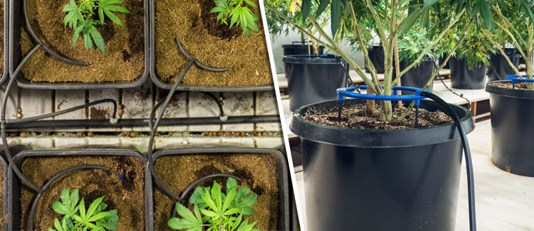 What Is the Best Soil for Growing Cannabis? - DripWorks