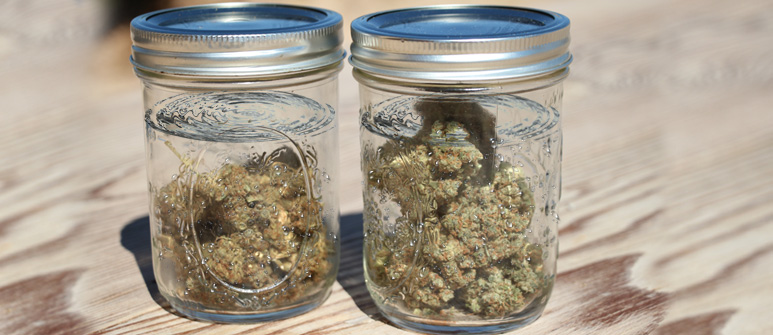 curing your weed