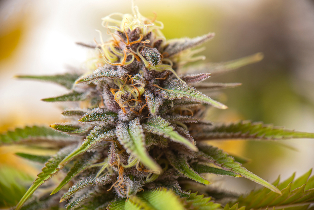 Cannabis Sugar Leaves How To Use Them CannaConnection