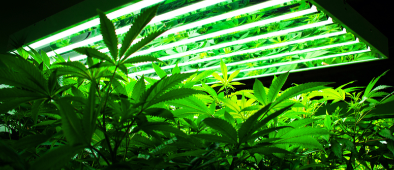 Lampe de culture LED pour cannabis : avantages et inconvénients