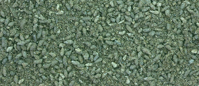 How to grow cannabis with bat guano - CannaConnection