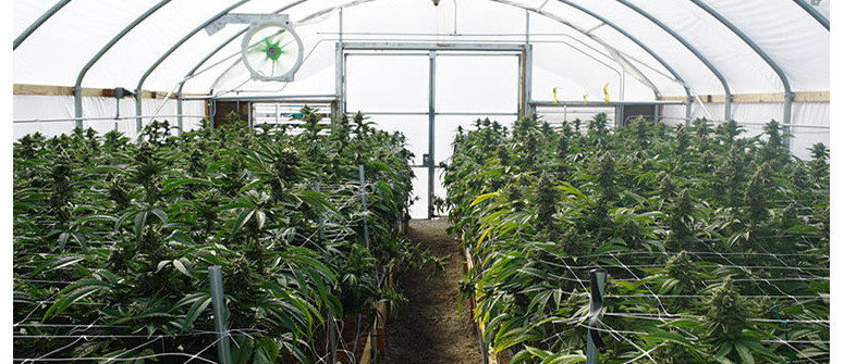 How to grow cannabis in a greenhouse 