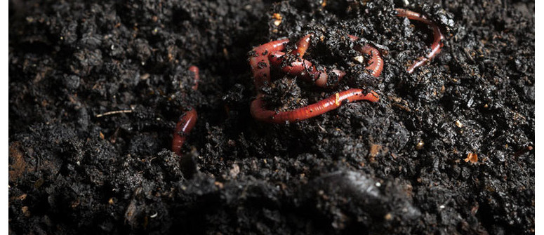 Using worm castings in soil with growing cannabis
