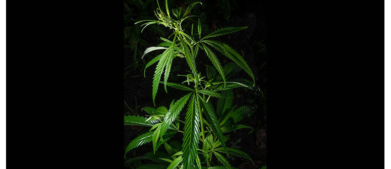 How to force outdoor plants into flowering How to force outdoor plants into flowering
