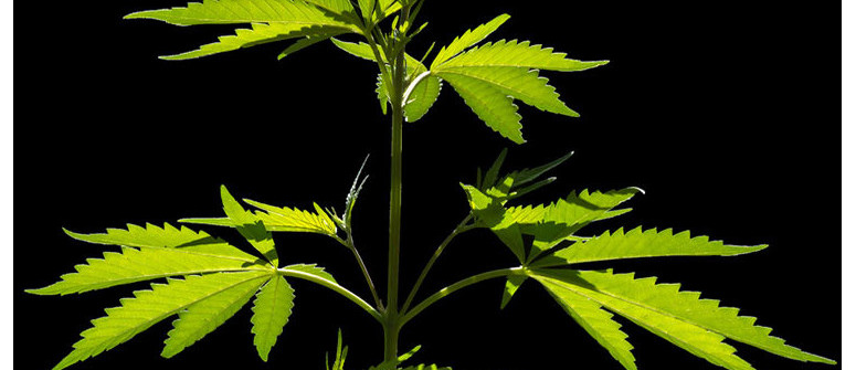 What are nodes and internodes of cannabis plants?