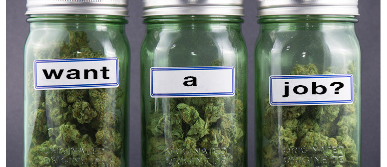 Marijuana careers: how to become a budtender Marijuana careers: how to become a budtender