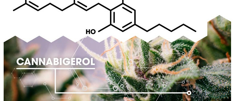 What is cannabigerol (cbg)?