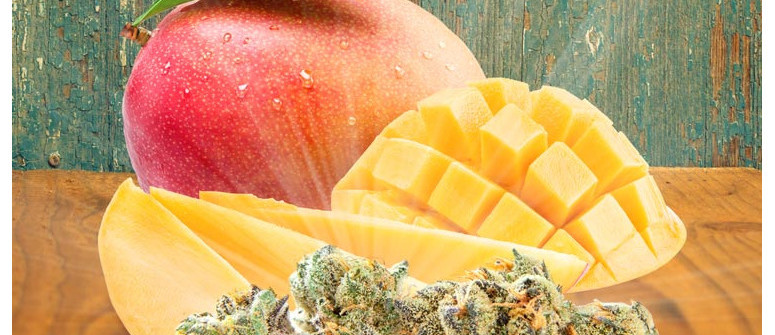 Want to improve your high? Eat a mango