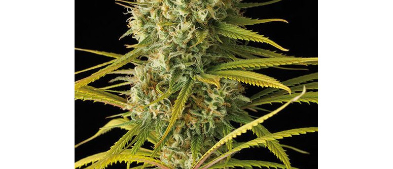 The difference between Amnesia and Amnesia Haze The difference between Amnesia and Amnesia Haze