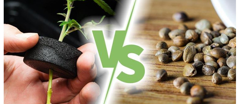 4 advantages of growing cannabis plants from seeds compared to cuttings