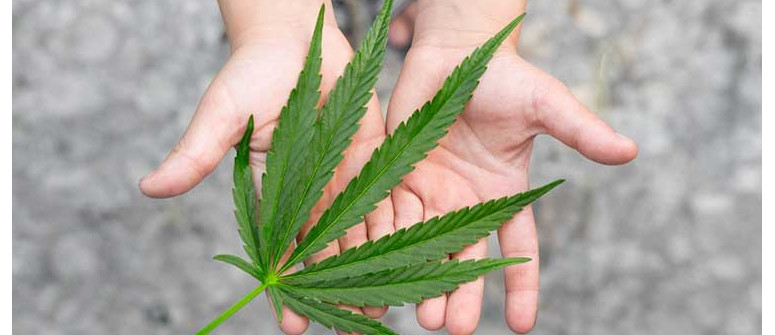 How to handle teenagers and marijuana use