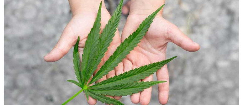 How to handle teenagers and marijuana use How to handle teenagers and marijuana use