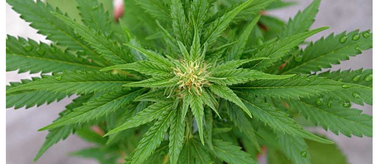 Ventajas de las plantas de cannabis autoflorecientes