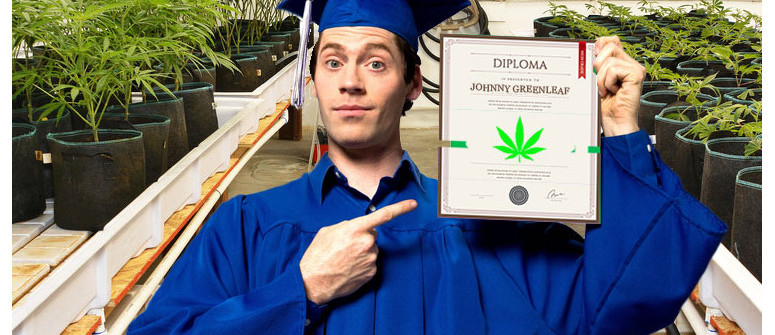 Educación superior: escuelas, universidades y marihuana