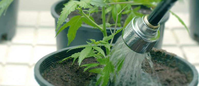 Todo sobre los sistemas de subirrigación para el cultivo de cannabis