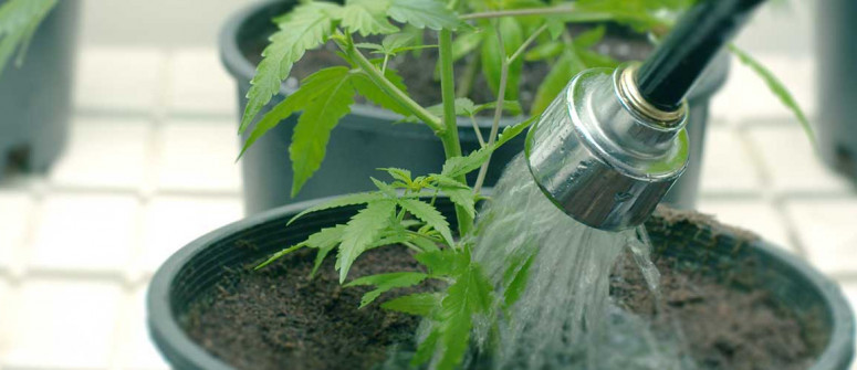Guide complet des tables à marée pour la culture de cannabis Guide complet des tables à marée pour la culture de cannabis