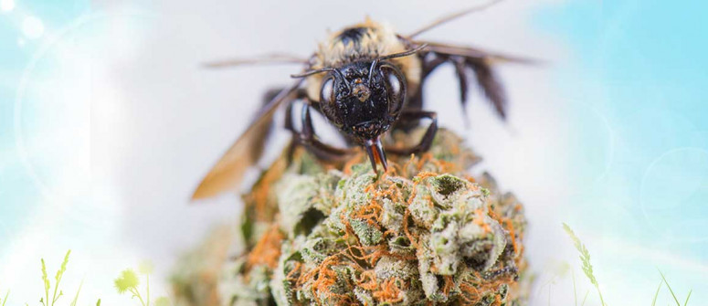 Cannahoney: can bees be taught to make honey from weed?