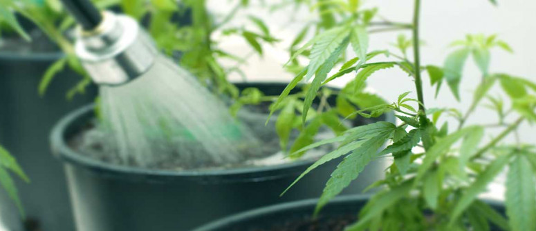 How to flush cannabis: Everything you need to know How to flush cannabis: Everything you need to know