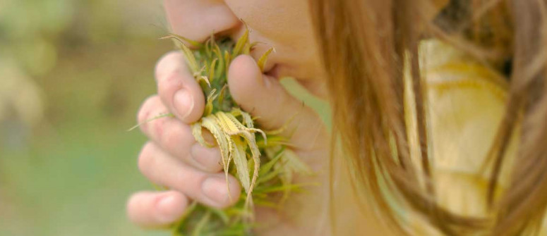 Terpenos del cannabis: todo lo que necesitas saber