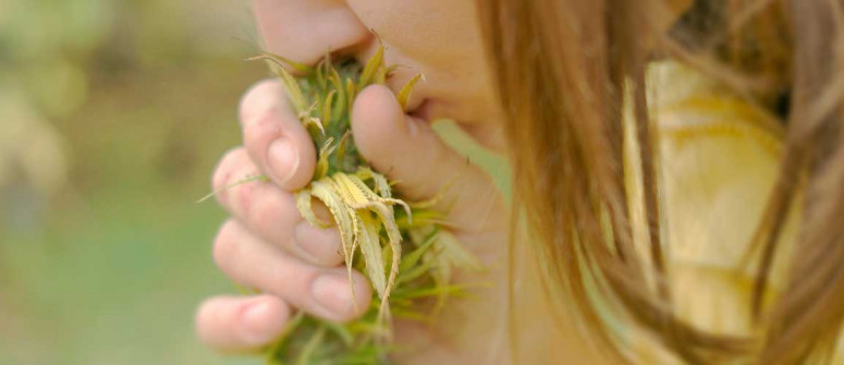 Cannabis terpenes: everything you need to know Cannabis terpenes: everything you need to know